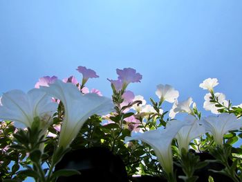 Low angle view of flowering plants against blue sky