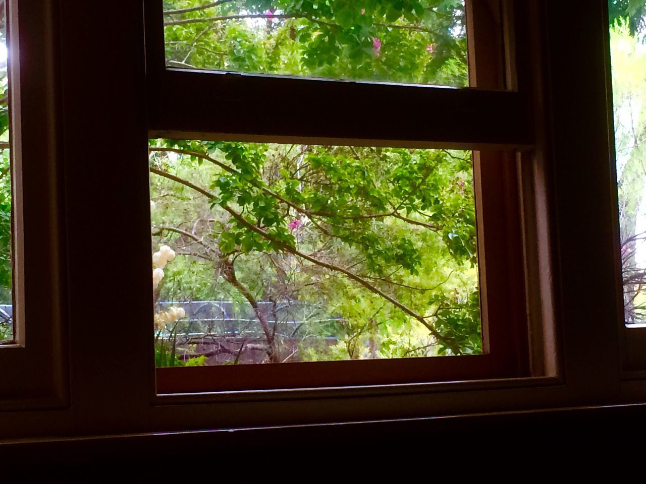 TREES SEEN FROM WINDOW