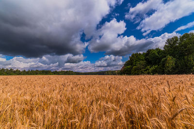 Oats field at sunny summer daylight against cloudy blue sky, wide angle