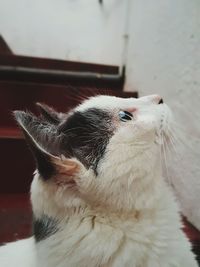 Close-up of cat looking up