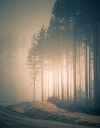 A beautiful misty autumn woods with a forest road. late autumn scenery of northern europe.