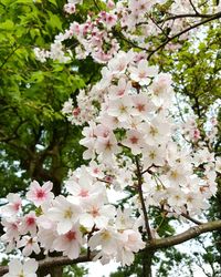 Low angle view of pink flowers blooming on tree