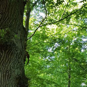 Low angle view of trees in forest