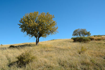 Tree in field against clear blue sky