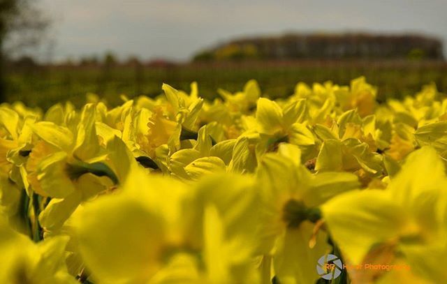 flower, yellow, freshness, fragility, growth, beauty in nature, field, petal, nature, focus on foreground, flower head, plant, blooming, selective focus, agriculture, close-up, in bloom, rural scene, abundance, outdoors