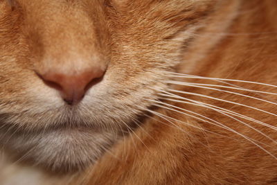 Close-up of cat relaxing