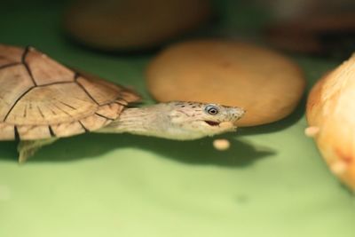 Close-up of insect on leaf