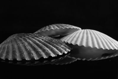 Close-up of seashell against black background