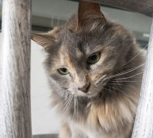 Close-up portrait of a cat