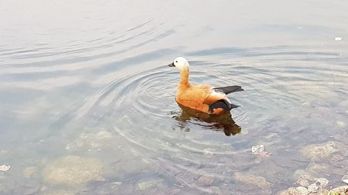 Swan swimming on lake
