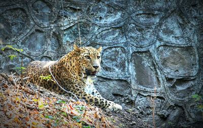 Tiger lying on rock