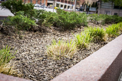 Plants growing in garden