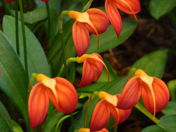 Close-up of orange flowers blooming in park