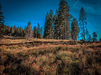 Trees growing in forest against sky
