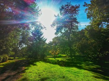 Sun shining through trees in park