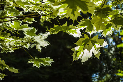 Close-up of leaves on tree