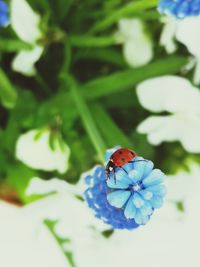 Close-up of butterfly pollinating on purple flower