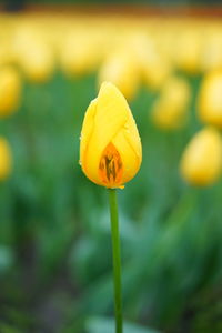 Close-up of yellow flower