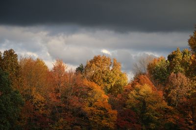 Autumn trees in forest against sky