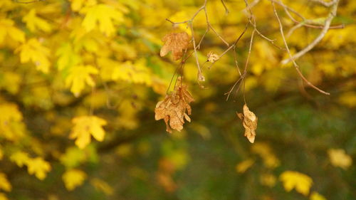 Close-up of yellow plant