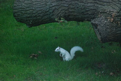 High angle view of a cat on field