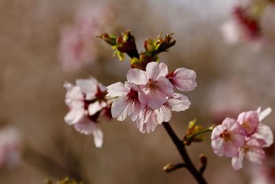 Close-up of pink flowers on branch