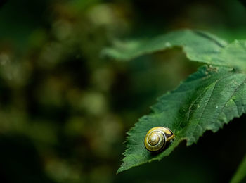 Close-up of snail on leaf