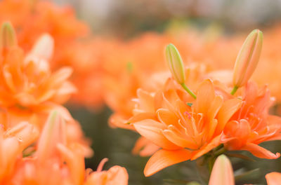 Close-up of orange flowers blooming outdoors