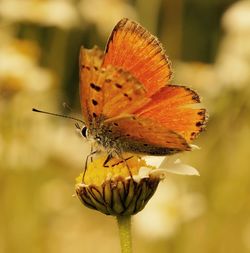 Close-up of butterfly on flower