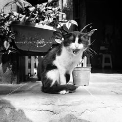 Portrait of a cat looking away