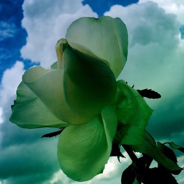 flower, growth, freshness, sky, petal, fragility, beauty in nature, low angle view, close-up, leaf, nature, flower head, plant, focus on foreground, cloud - sky, single flower, rose - flower, blooming, day, bud