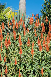 Close-up of cactus plants against sky