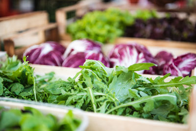 Close-up of salad