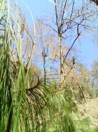 Close-up of grass against sky