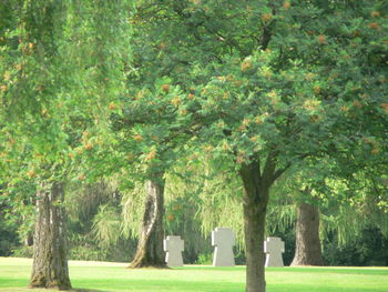View of trees on landscape
