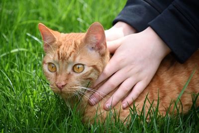Close-up portrait of ginger cat on field