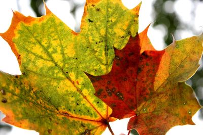 Close-up of maple leaf during autumn