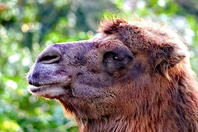 Close-up of a horse