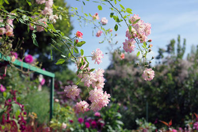 Close-up of pink flowering plant