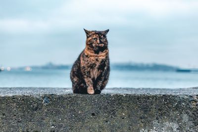 Portrait of cat sitting on sea shore