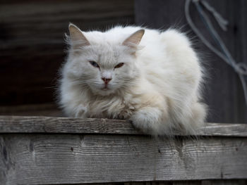 Close-up of cat sitting on wooden plank