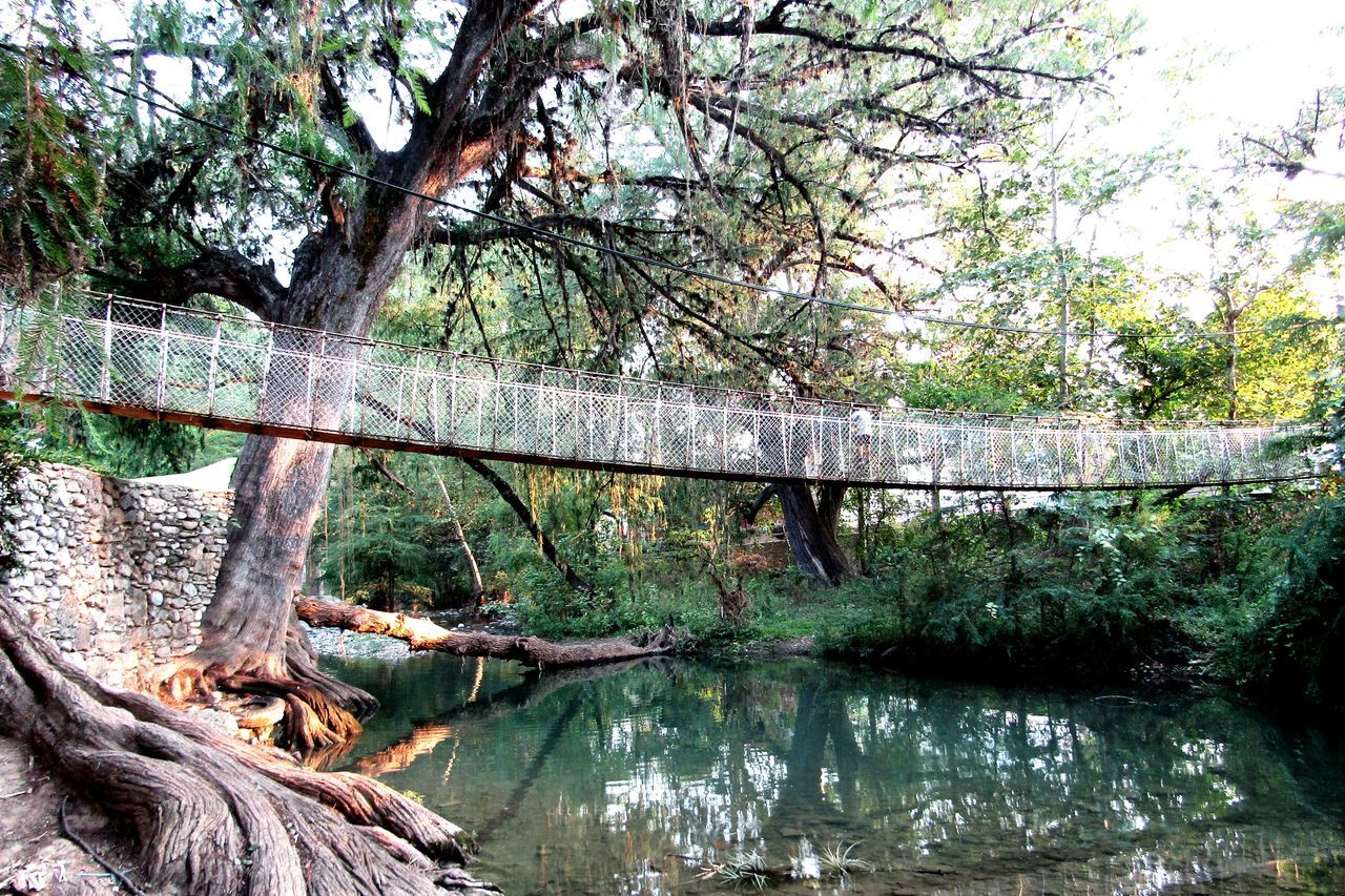 tree, nature, day, outdoors, no people, growth, water, branch, tranquility, beauty in nature, sky