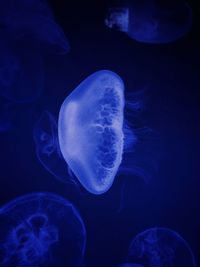 Close-up of jellyfishes in sea