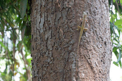 Close-up of insect on tree trunk