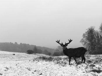 Deer on a field