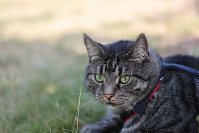 Close-up portrait of tabby cat on grass