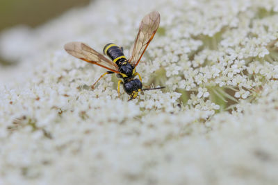 Close-up of ant on flower