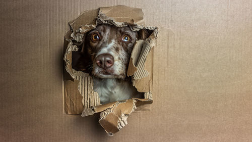 Close-up of portrait of dog