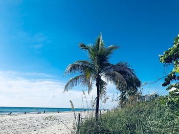 Palm trees on beach against blue sky