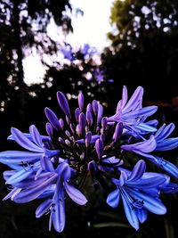 Close-up of purple flowering plant in park